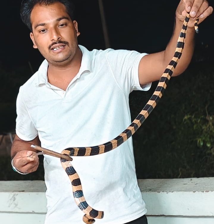 You are currently viewing ଘର ଭିତରୁ ବିଷାକ୍ତ ରଣା ସାପ ଉଦ୍ଧାର