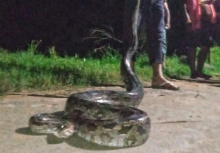 You are currently viewing ୧୦ଫୁଟର ଅଜଗର ଉଦ୍ଧାର, ଉଦ୍ଧାର କରି ଜଙ୍ଗଲରେ ଛାଡ଼ିଲେ ସର୍ପ ମିତ୍ର