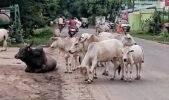 ଗାଈ ଗୁହାଳ ପାଲଟିଛି ଜାତୀୟ ରାଜପଥ