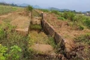 Read more about the article ନାଳରେ ନାହିଁ ପାଣି: ଅଭାବୀ ବର୍ଷା ପାଇଁ ଉଜୁଡ଼ିବାକୁ ବସିଲାଣି ଚାଷ