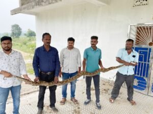 Read more about the article ୧୧ ଫୁଟ ଲମ୍ବର ଅଜଗର ଉଦ୍ଧାର