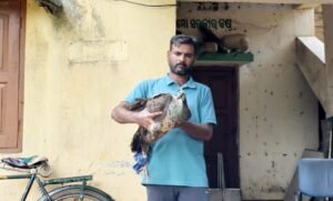 Read more about the article ପଞ୍ଚମହଲାରୁ ମୟୁର ଉଦ୍ଧାର