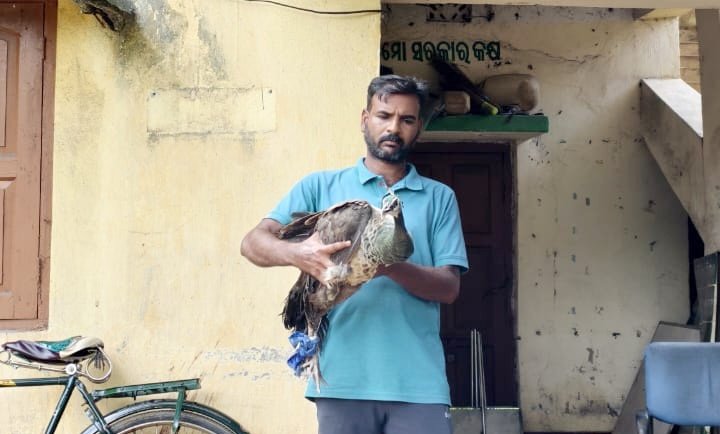 You are currently viewing ପଞ୍ଚମହଲାରୁ ମୟୁର ଉଦ୍ଧାର