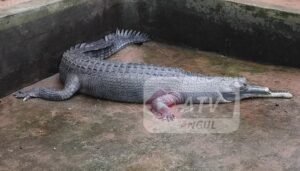 Read more about the article ଘଡ଼ିଆଳ ପାଇଁ ପ୍ରସ୍ତୁତ ଚାଲିଛି କୃତ୍ରିମ ଥଣ୍ଟ: ମଗର ସହ ଲଢେ଼ଇରେ ଘଡ଼ିଆଳ ହୋଇଥିଲା ଆହତ