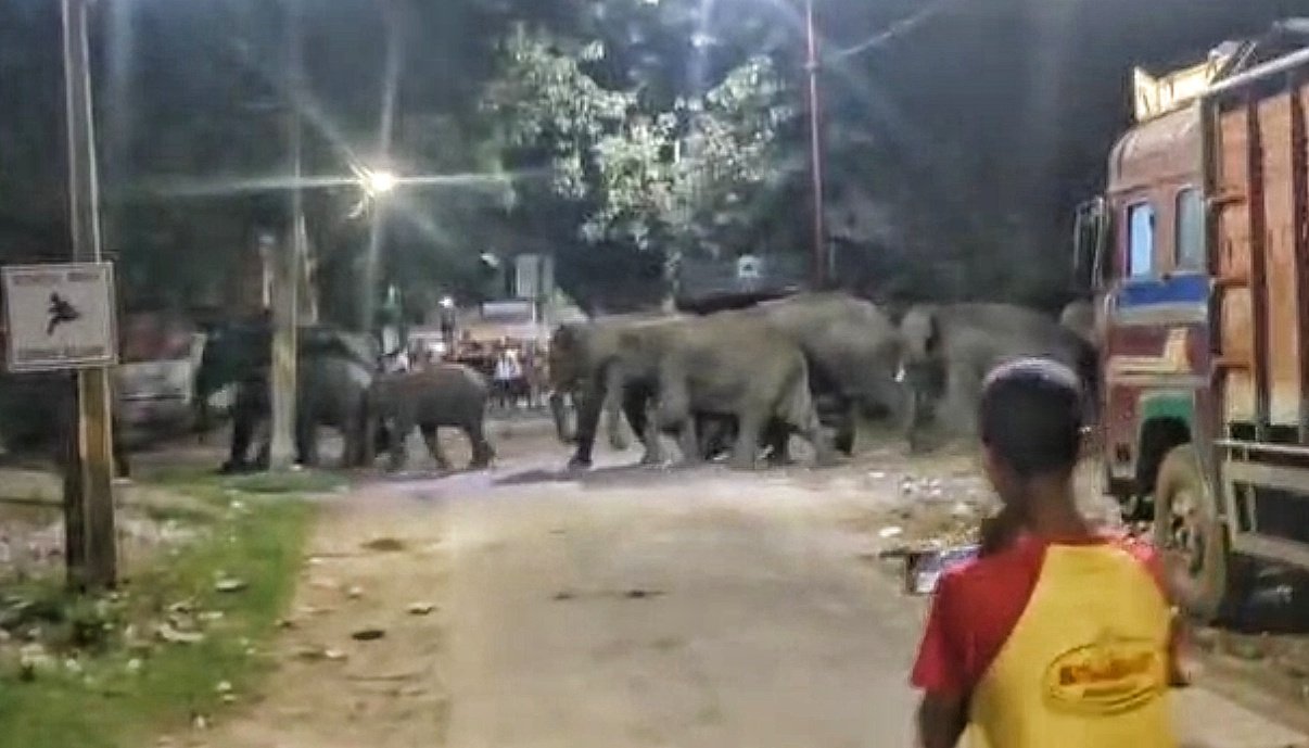You are currently viewing ହୁଲୁରିସିଙ୍ଗାରେ ପଶିଲେ ୨୧ ଘରିଆ ଜଙ୍ଗଲୀ ହାତୀପଲ