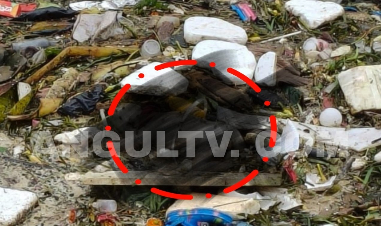 You are currently viewing କେନାଲରେ ଭାସୁଛି ନବଜାତ ଶିଶୁ ମୃତଦେହ