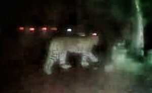 Read more about the article ସାମାଜିକ ଗଣମାଧ୍ୟମରେ କଲରାପତାରିଆ ବାଘ: ଗଜସାଥୀ ହ୍ଵାଟ୍ସଆପ ଗ୍ରୁପରୁ ହେଉଛି ଭାଇରଲ