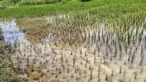 Read more about the article ଧାନ ଫସଲରେ ଅଜଣା କୀଟ!