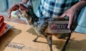 Read more about the article କୁକୁର ମୁହଁରୁ ହରିଣଶାବକ ଉଦ୍ଧାର