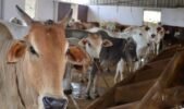 ଖୁସି ଖବର: ଅନୁଗୁଳ ପୌରପାଳିକାରେ ହେବ ଗୋଶାଳା