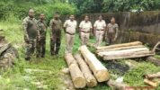 ଛେଣ୍ଡିପଦାରୁ ୧୯ ସିଏଫଟି ଚୋରା କାଠ ଜବତ