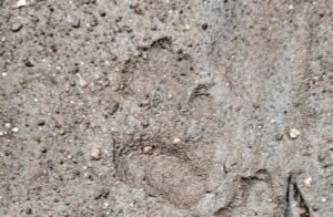 Read more about the article ବାଘ ପାଦଚିହ୍ନ କାରଣରୁ ଗ୍ରାମରେ ଆତଙ୍କ