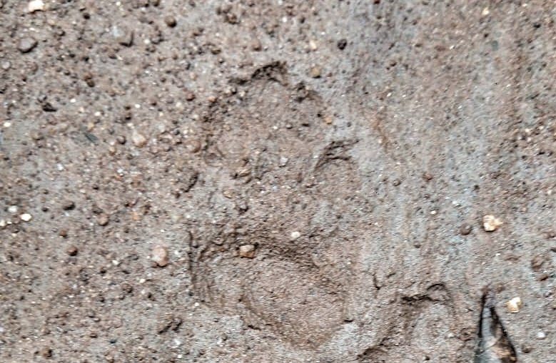 You are currently viewing ବାଘ ପାଦଚିହ୍ନ କାରଣରୁ ଗ୍ରାମରେ ଆତଙ୍କ