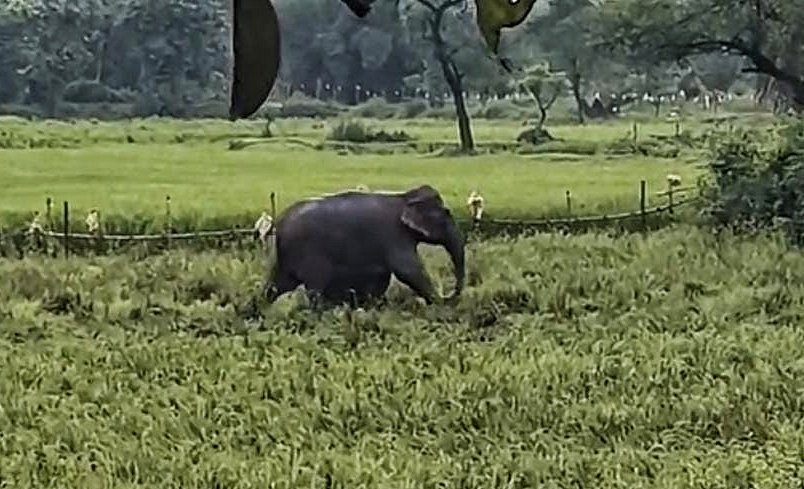 You are currently viewing କୂଅରେ ପଡ଼ିଥିବା ଛୁଆକୁ ମା’ ହାତୀ କୌଶଳ କରି ଉଦ୍ଧାର କଲା