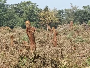Read more about the article ଘୋଡାବାନ୍ଧୁଣି ଜଙ୍ଗଲରୁ ଶତାଧିକ ଗଛ କାଟିଦେଲେ: ବନ ବିଭାଗ ନୀରବ