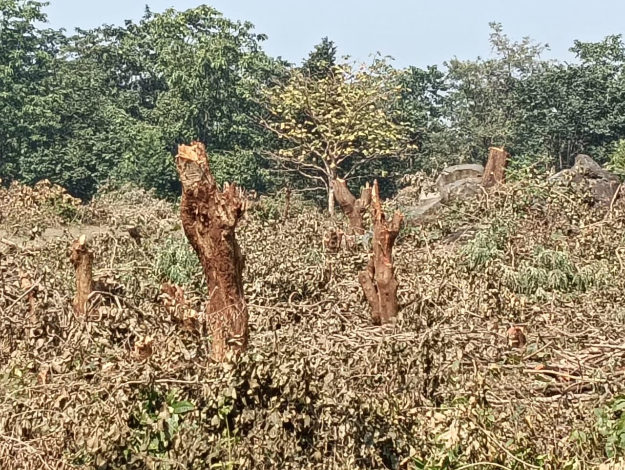 You are currently viewing ଘୋଡାବାନ୍ଧୁଣି ଜଙ୍ଗଲରୁ ଶତାଧିକ ଗଛ କାଟିଦେଲେ: ବନ ବିଭାଗ ନୀରବ