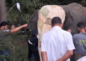 Read more about the article ଅସୁସ୍ଥ ମାଈ ହାତୀର ଚିକିତ୍ସା ଜାରି, ବୁଧବାର ଉଦ୍ଧାର କରିଥିଲା ବନ ବିଭାଗ