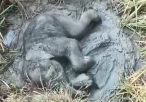 Read more about the article କାଦୁଅରେ ଫସି ରହିଲା ଛୁଆ ହାତୀ, ଛାଡ଼ି ଚାଲିଗଲା ମା’ ହାତୀ