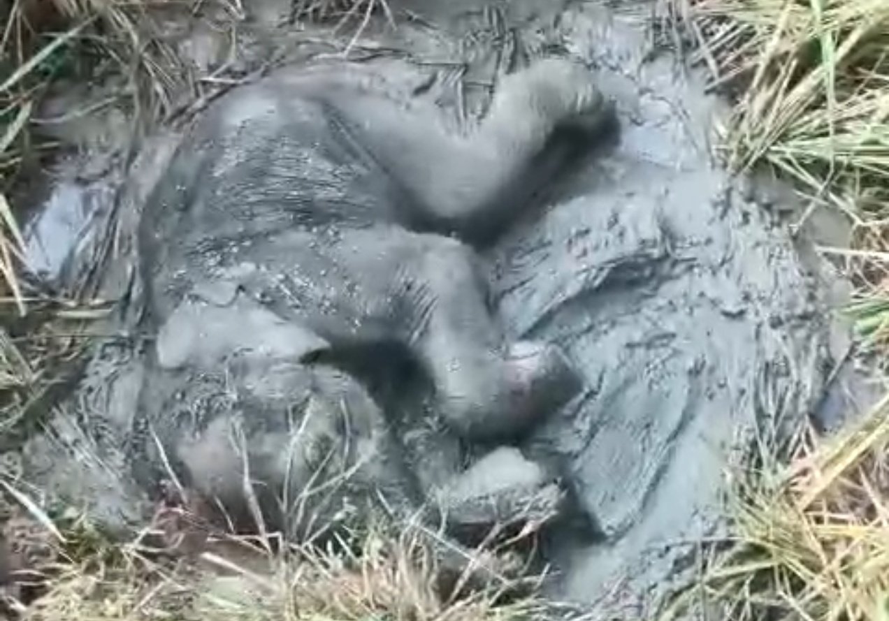 You are currently viewing କାଦୁଅରେ ଫସି ରହିଲା ଛୁଆ ହାତୀ, ଛାଡ଼ି ଚାଲିଗଲା ମା’ ହାତୀ