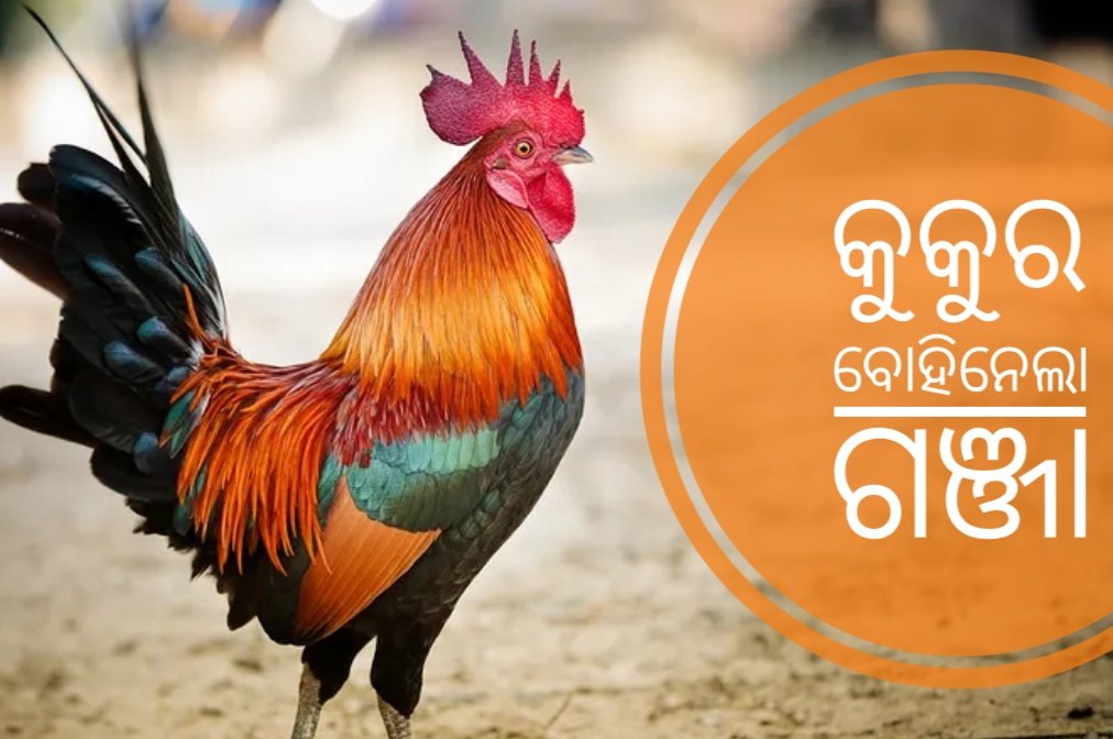 You are currently viewing ଛାଡ଼ଖାଇ ସରାଗ ମଉଳି ଗଲା: କୁକୁର ବୋହିନେଲା ଗଞ୍ଜା