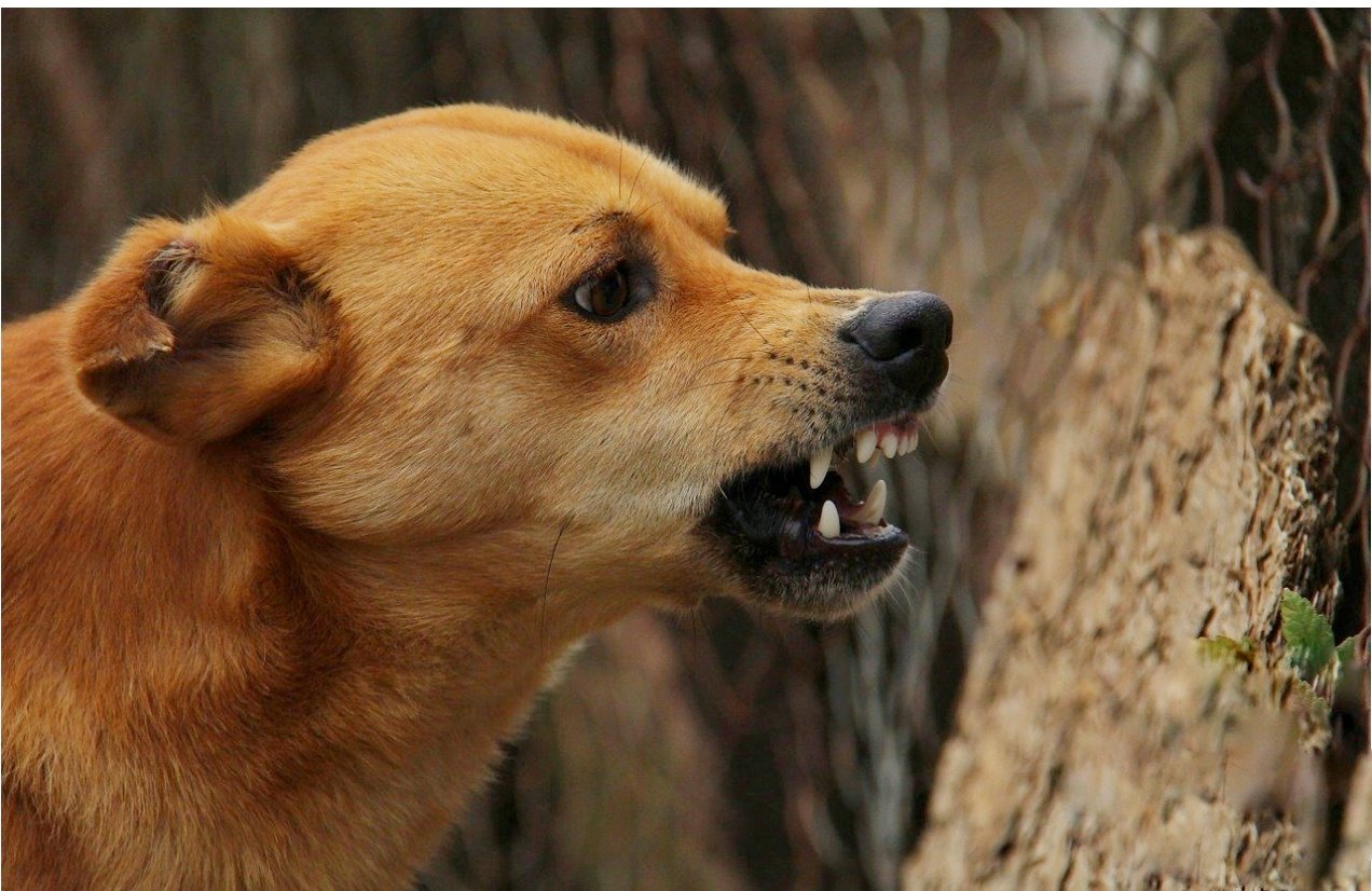 You are currently viewing ପାଗଳ କୁକୁର ଆତଙ୍କ: ୧୦ ଜଣଙ୍କୁ ଗୋଡ଼େଇ ଗୋଡ଼େଇ କାମୁଡ଼ିଲା, ଅନେକ ଗୋରୁଗାଈ ଆହତ