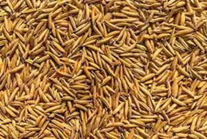 Read more about the article କାଲିଠୁ ରାଜ୍ୟରେ ଧାନ କିଣା ଆରମ୍ଭ: ବାତ୍ୟା ଭୟ ମଧ୍ୟରେ ସରକାର ପ୍ରସ୍ତୁତ