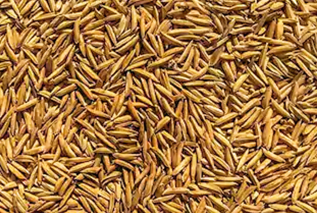 You are currently viewing କାଲିଠୁ ରାଜ୍ୟରେ ଧାନ କିଣା ଆରମ୍ଭ: ବାତ୍ୟା ଭୟ ମଧ୍ୟରେ ସରକାର ପ୍ରସ୍ତୁତ