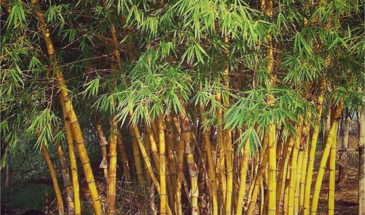 You are currently viewing ତାଳଚେର ଅଞ୍ଚଳରୁ ଲୋପ ପାଇଲାଣି ବାଉଁଶଗଛ: କୌଳିକ ବୃତ୍ତି ହରାଉଛନ୍ତି ଗାଁ ବ୍ୟବସାୟୀ