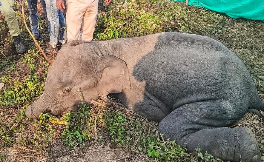 You are currently viewing ଅସୁରକ୍ଷିତ ହୋଇପଡିଛନ୍ତି ହାତୀ: ଅନୁଗୁଳ ଜଙ୍ଗଲରେ ଅସୁସ୍ଥ ହାତୀର ମୃତ୍ୟୁ: କିଏ ଖୁଆଇଲା ହାତ ତିଆରି ବୋମା?