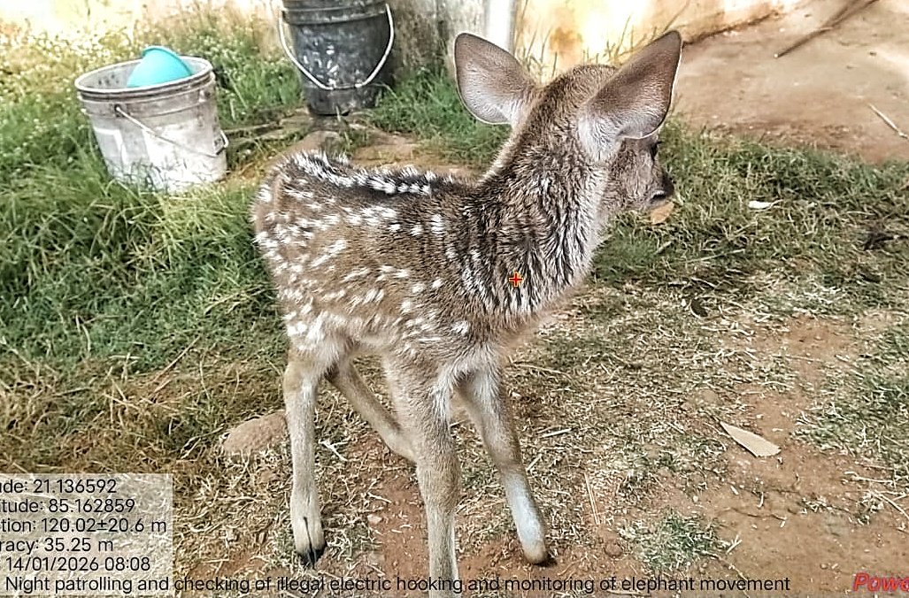 You are currently viewing ଚିତଳ ହରିଣ ଛୁଆ ଉଦ୍ଧାର