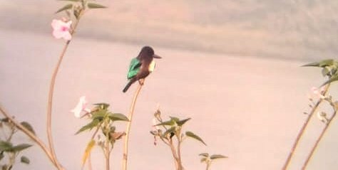 ଅନୁଗୁଳରେ ଜଳଚର ପକ୍ଷୀ ଗଣନା