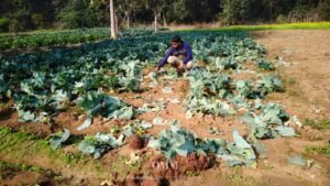 Read more about the article ଛେଣ୍ଡିପଦାରେ ଗଜରାଜଙ୍କ ଆତଙ୍କ: ସୁନାର ଫସଲକୁ ଦଳିଦେଲେ, ଉଚିତ କ୍ଷତିପୂରଣ ଦାବି