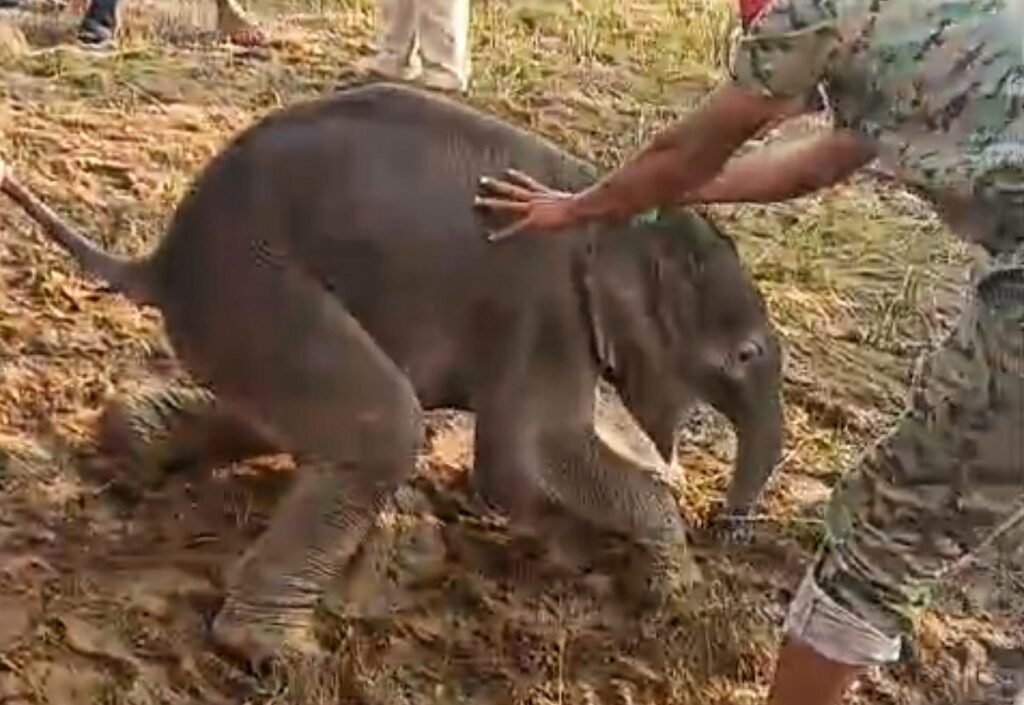 ଦେଢ଼ ବର୍ଷରେ ଗଲାଣି ୧୧୪ ହାତୀଙ୍କ ଜୀବନ: ବିଧାନସଭାରେ ତଥ୍ୟ ରଖିଲେ ମନ୍ତ୍ରୀ