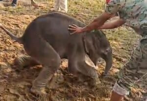 Read more about the article ପାଳଲହଡ଼ାରେ ଚାଞ୍ଚଲ୍ୟ: ୧୨ ଘଣ୍ଟାମାଛ ଜାଲରେ ଫସି ରହିଲା ହାତୀଛୁଆ, ଉଦ୍ଧାର କଲେ ଗ୍ରାମବାସୀ