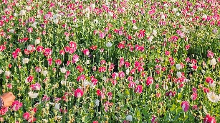 You are currently viewing ଅଫିମ ଉପରେ ‘ଅପରେସନ ପ୍ରହାର’: ଅନୁଗୁଳରେ ୫ କୋଟିରୁ ଅଧିକ ଟଙ୍କାର ନିଶା ଚାଷ ନଷ୍ଟ, ୧୩ ଗିରଫ