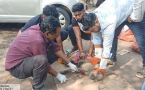 Read more about the article ମୁମୂର୍ଷୁ ଅବସ୍ଥାରେ ମାଈ ମାଙ୍କଡ଼ ଉଦ୍ଧାର; ବନ କର୍ମଚାରୀଙ୍କ ତତ୍ପରତା ଯୋଗୁଁ ଫେରିଲା ଜୀବନ