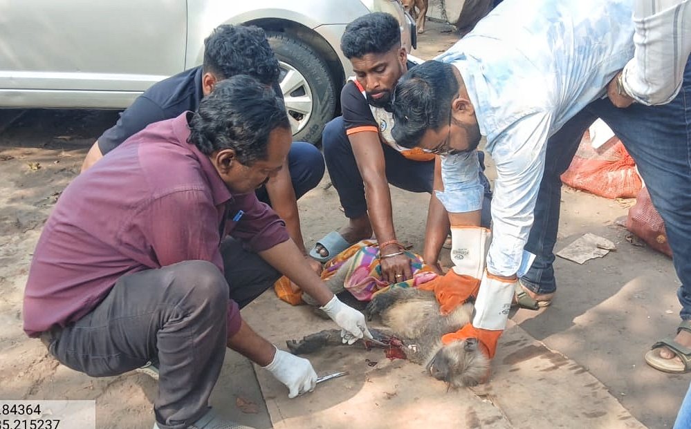 ମୁମୂର୍ଷୁ ଅବସ୍ଥାରେ ମାଈ ମାଙ୍କଡ଼ ଉଦ୍ଧାର; ବନ କର୍ମଚାରୀଙ୍କ ତତ୍ପରତା ଯୋଗୁଁ ଫେରିଲା ଜୀବନ