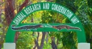 Read more about the article ମଗରର ମୃତ ଦେହ ଉଦ୍ଧାର