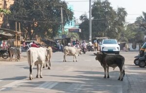 Read more about the article ଅନୁଗୁଳ ସହରରୁ ହଟିବେ ମାରଣା ଷଣ୍ଢ: ଜିଲ୍ଲାପାଳଙ୍କ ନିର୍ଦ୍ଦେଶ ପରେ ପଦକ୍ଷେପ