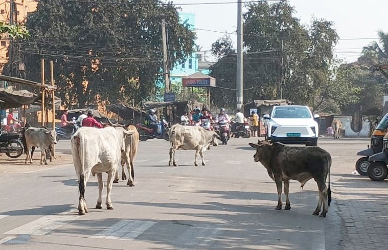 ଅନୁଗୁଳ ସହରରୁ ହଟିବେ ମାରଣା ଷଣ୍ଢ: ଜିଲ୍ଲାପାଳଙ୍କ ନିର୍ଦ୍ଦେଶ ପରେ ପଦକ୍ଷେପ