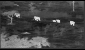 Read more about the article ଏଣିକି ହାତୀଙ୍କ ଉପରେ ନଜର ରଖିବ ‘ଆର୍ଟିଫିସିଆଲ୍ ଇଣ୍ଟେଲିଜେନ୍ସ’: ରେଳ ଦୁର୍ଘଟଣା ରୋକିବାକୁ ଅନୁଗୁଳ ବନ ବିଭାଗର ମାଷ୍ଟର ପ୍ଲାନ୍