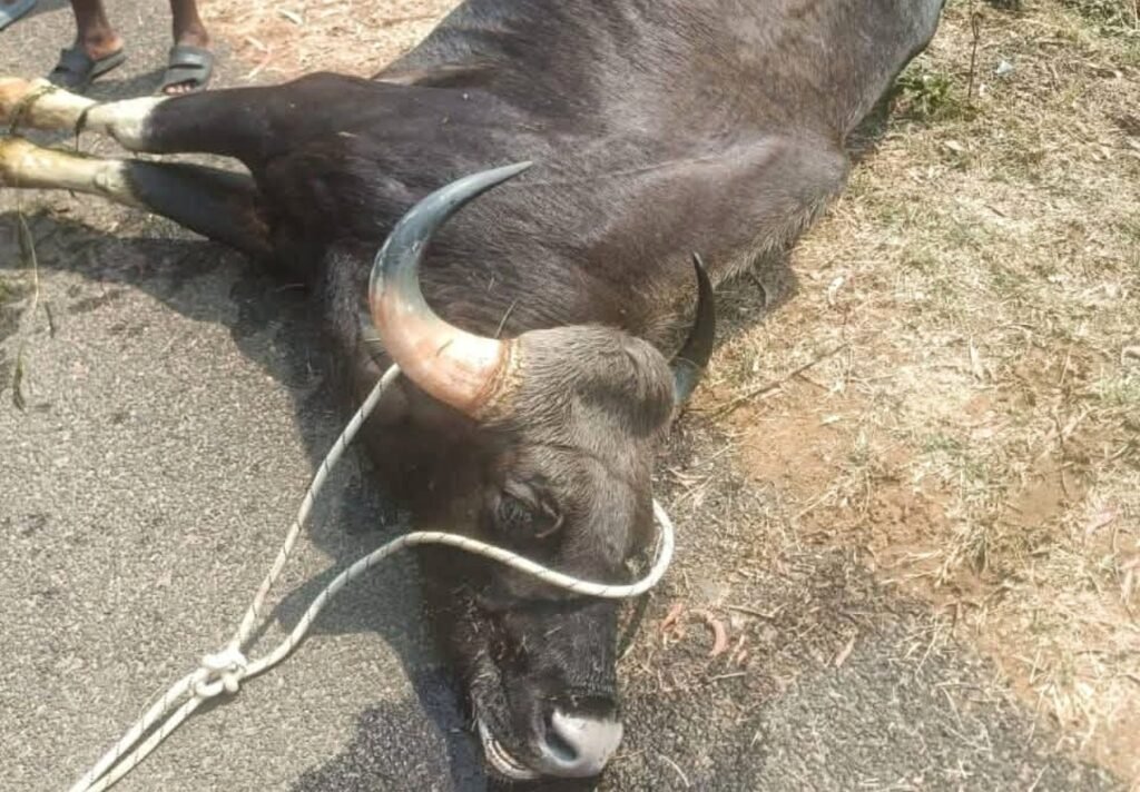 କେନାଲରେ ପଡି ଗୟଳ ମଲା