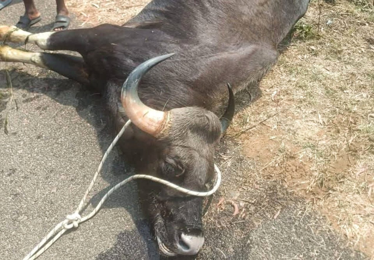 You are currently viewing କେନାଲରେ ପଡି ଗୟଳ ମଲା