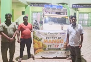 Read more about the article ବିଶ୍ୱ ବଜାରରେ ଅନୁଗୋଳ ଆମ୍ବ: ୨୦ କ୍ଵିଣ୍ଟାଲ ଇଟାଲୀ ପଠାଗଲା