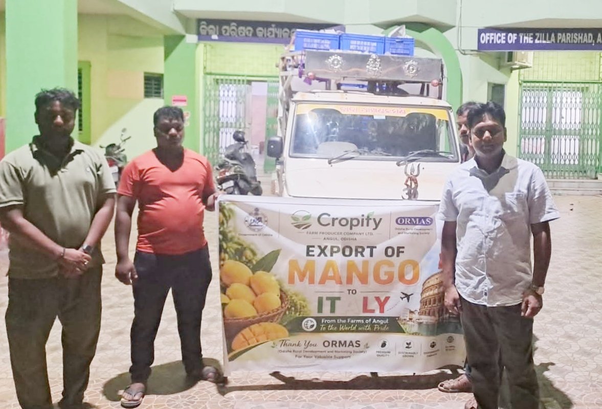You are currently viewing ବିଶ୍ୱ ବଜାରରେ ଅନୁଗୋଳ ଆମ୍ବ: ୨୦ କ୍ଵିଣ୍ଟାଲ ଇଟାଲୀ ପଠାଗଲା
