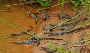 Read more about the article ସାତକୋଶିଆରୁ ଖୁସି ଖବର: ୧୧ ଛୁଆ ଜନ୍ମ ଦେଲା ମାଈ ଘଡ଼ିଆଳ