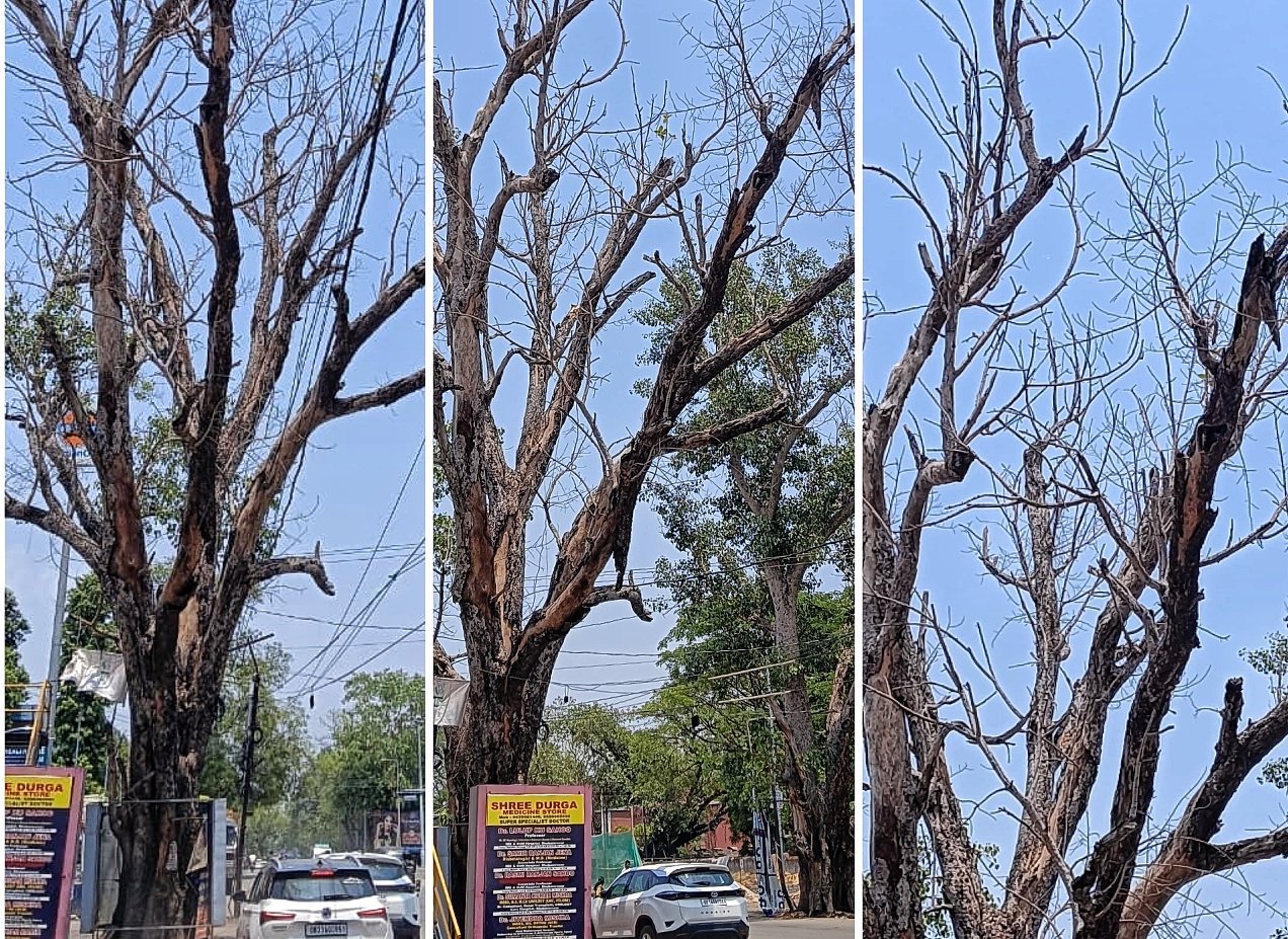 You are currently viewing ଜାତୀୟ ରାଜପଥ କଡ଼ରେ ବିପଦ ସଙ୍କୁଳ ଅବସ୍ଥାରେ ମଲାଗଛ, ବଡ଼ ଅଘଟଣର ଆଶଙ୍କା