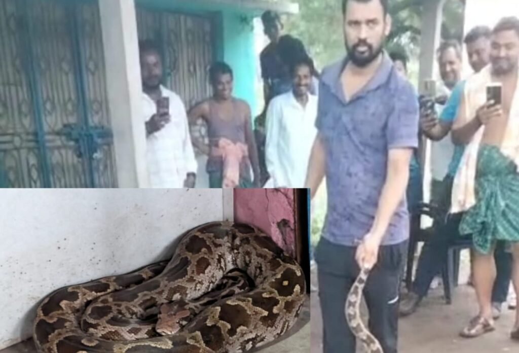 ୧୦ ଫୁଟିଆ ବିଶାଳ ଅଜଗର ଉଦ୍ଧାର: ସ୍ନେକ୍ ହେଲ୍ପଲାଇନ୍ କର୍ମୀଙ୍କ ସାହସିକତାକୁ ପ୍ରଶଂସା