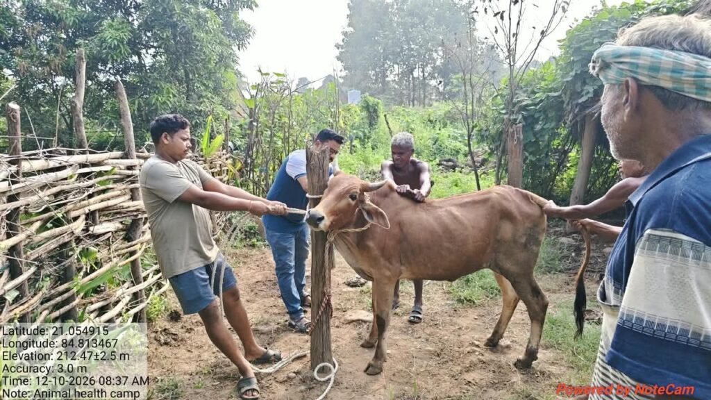 ବସନ୍ତପୁରରେ ଗୋରୁଙ୍କୁ ବ୍ଲାକ୍ କ୍ୱାର୍ଟର ଟିକାକରଣ